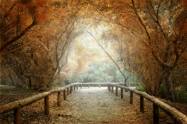 Обои картинки фото природа, дороги, листва, изгородь, туман, лес, осень, дорога