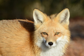 Картинка животные лисы зверь взгляд лиса
