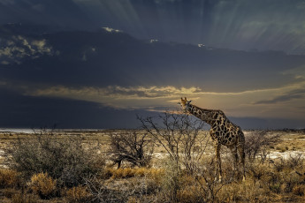Картинка животные жирафы дикая природа кусты трава жираф