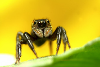 Картинка животные пауки глаза макросъемка паук