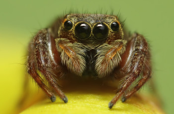 Картинка животные пауки глаза паук макросъемка