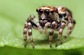 Картинка животные пауки паук макросъемка глаза