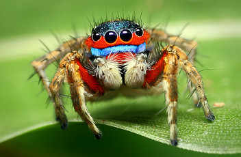 Картинка животные пауки паук макросъемка глаза