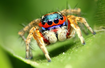 Картинка животные пауки макросъемка паук глаза