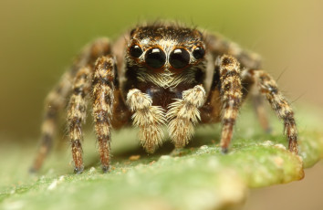 Картинка животные пауки макросъемка глаза паук