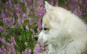 Картинка животные собаки полевые цветы щенок лайка луг