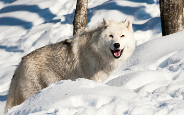 обоя животные, волки,  койоты,  шакалы, снег, зима, волк, пасть, лес, взгляд