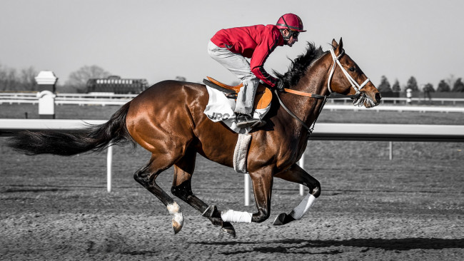 Обои картинки фото спорт, конный спорт, horse, race, jockey