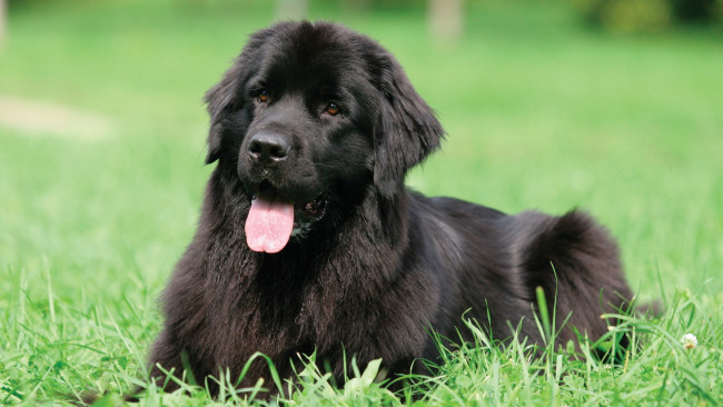 Обои картинки фото животные, собаки, черный, ньюфаундленд, водолаз, собака, язык, трава