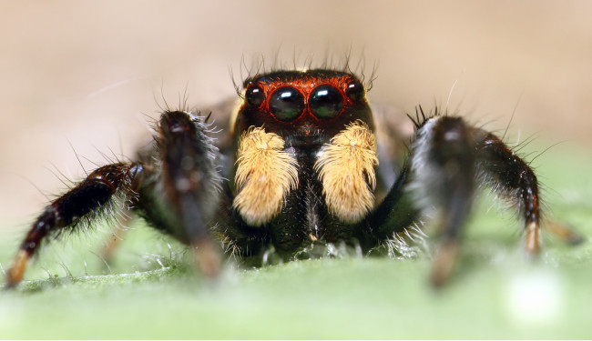 Обои картинки фото животные, пауки, глаза, паук, макросъемка