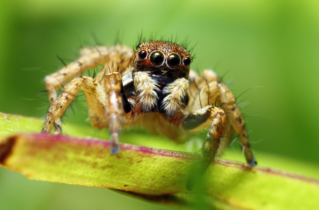 Обои картинки фото животные, пауки, макросъемка, паук, глаза