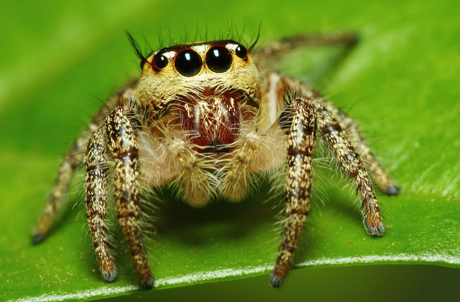 Обои картинки фото животные, пауки, паук, макросъемка, глаза
