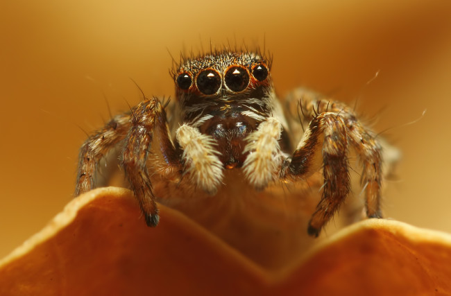 Обои картинки фото животные, пауки, паук, макросъемка, глаза