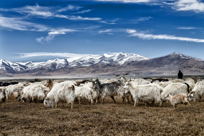 Обои картинки фото животные, козы, горы, стадо, небо, облака