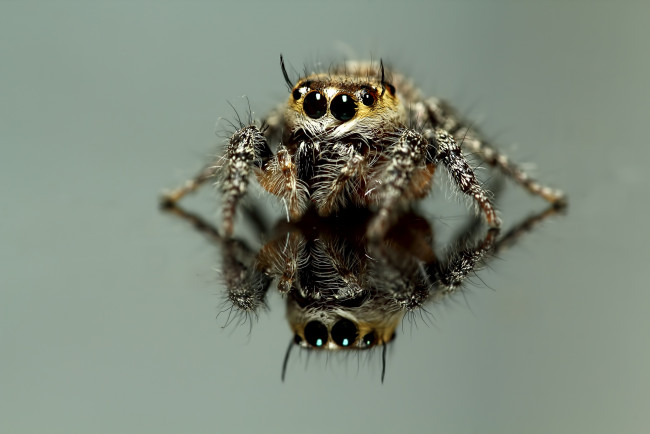 Обои картинки фото животные, пауки, паук, глаза, макросъемка