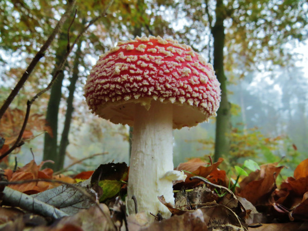 Обои картинки фото природа, грибы,  мухомор, грибочек