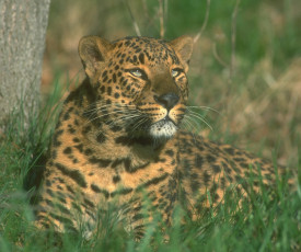 Картинка животные леопарды трава леопард дерево