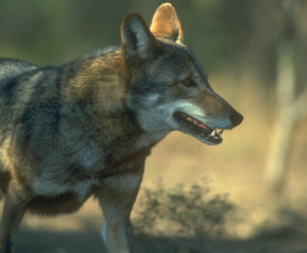 Картинка животные волки +койоты +шакалы профиль зверь волк