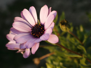 Картинка цветы диморфотеки розовый цветок бутон