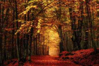 Картинка природа лес тропинка листопад осень