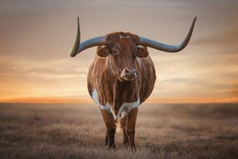 Картинка техасский+лонгхорн животные коровы +буйволы бык лонгхорн техасский скот домашний рога