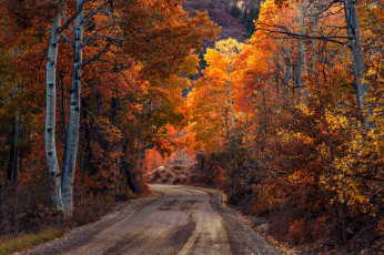 обоя природа, дороги, лес, осень, дорога