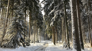 Картинка природа зима елки снег