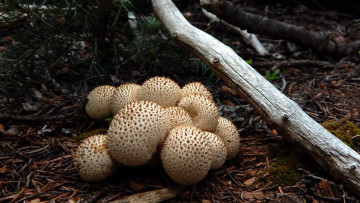 Картинка природа грибы дождевики