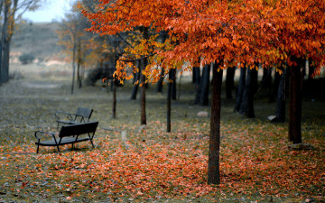 обоя природа, парк, листопад, осень