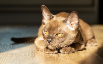 Картинка животные коты взгляд мордочка бурма бурманская кошка