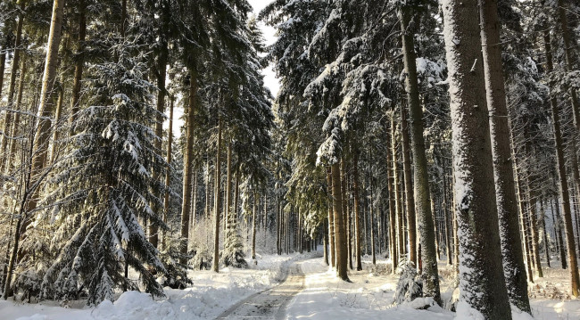 Обои картинки фото природа, зима, елки, снег