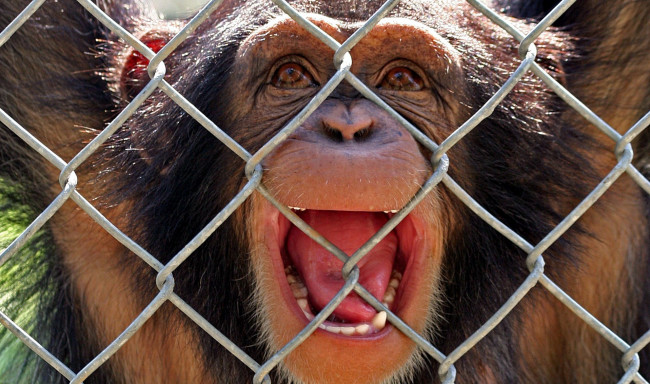 Обои картинки фото животные, обезьяны, решетка, шимпанзе, голова, обезьяна