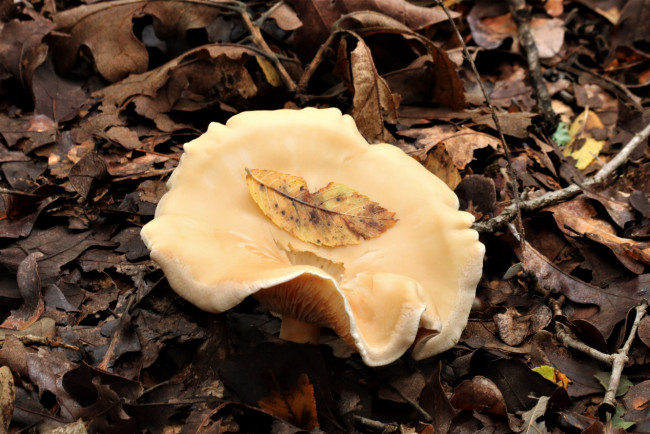 Обои картинки фото природа, грибы, шляпка, листья, гриб