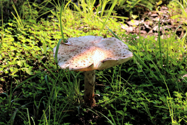 Обои картинки фото природа, грибы, трава, гриб, шляпка