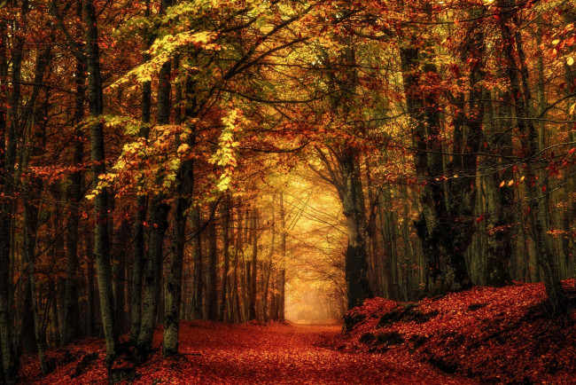 Обои картинки фото природа, лес, тропинка, листопад, осень