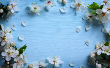 Картинка цветы сакура +вишня лепестки