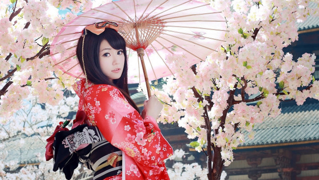Обои картинки фото девушки, - азиатки, сакура, зонтик, кимоно