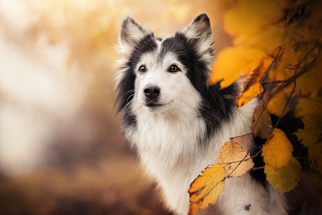 Обои картинки фото животные, собаки, жёлтые, листья