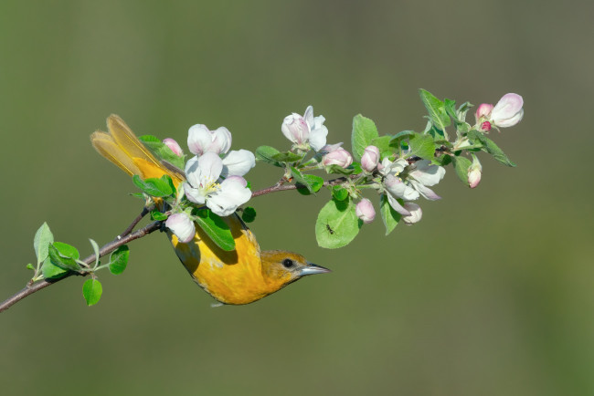 Обои картинки фото животные, - другое, цветы, птица, ветка, весна, цветение, иволга