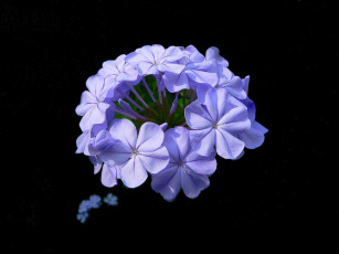 Картинка цветы плюмбаго свинчатка