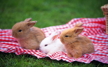 обоя животные, кролики, зайцы