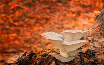 Картинка природа грибы фон