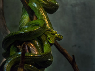 Картинка животные змеи +питоны +кобры зеленые трио