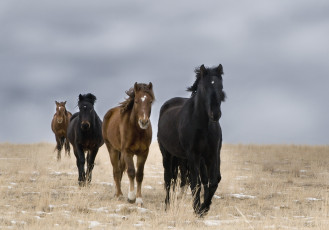 Картинка животные лошади кони поле