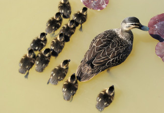 Картинка животные утки птенцы утка вода