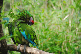 Картинка животные попугаи зеленый попугай