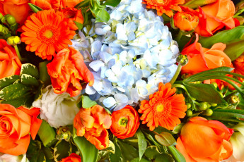 Картинка цветы букеты +композиции тюльпаны герберы гортензия лютики