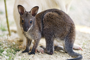 Картинка животные кенгуру малыш