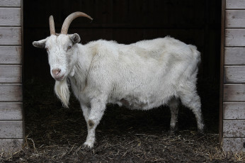 Картинка животные козы коза стойло