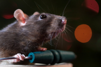 Картинка животные крысы +мыши мордочка крыса глаза